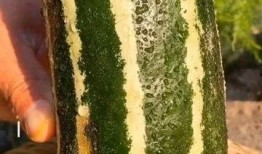 有个免费吃瓜网站叫什么,畅享娱乐盛宴的秘密基地